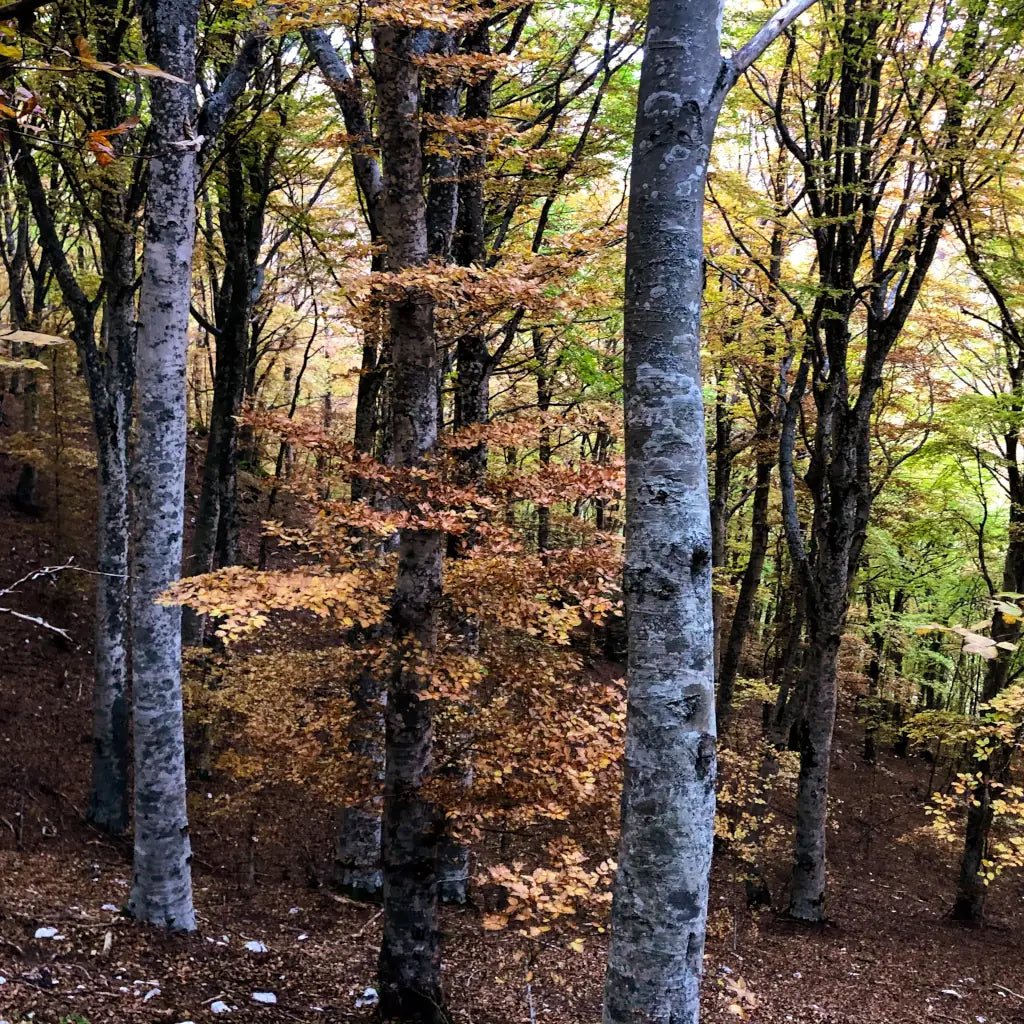 Black Truffle Country Club Membership forest rejuvenation